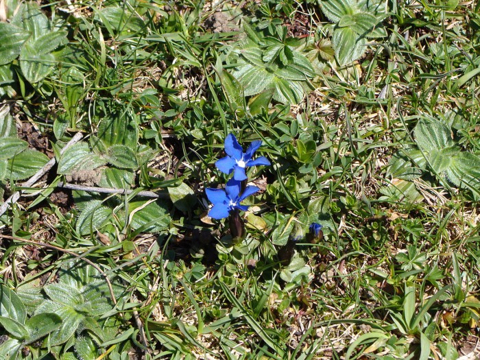 la flore du cirque de Gavarnie