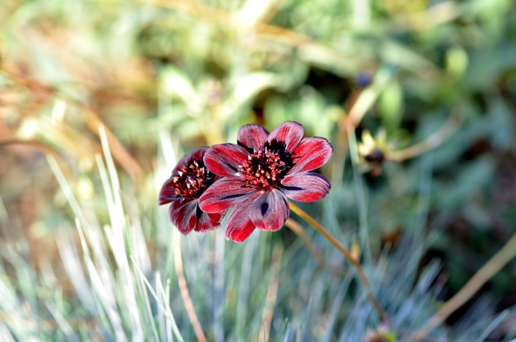 Jardin d'occitanie